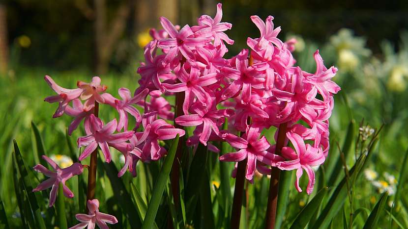 Dekorativní hyacinty na zahradě příjemně voní