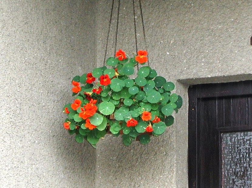Domácí pěstování bylinek – bylinky za okny i na záhonu