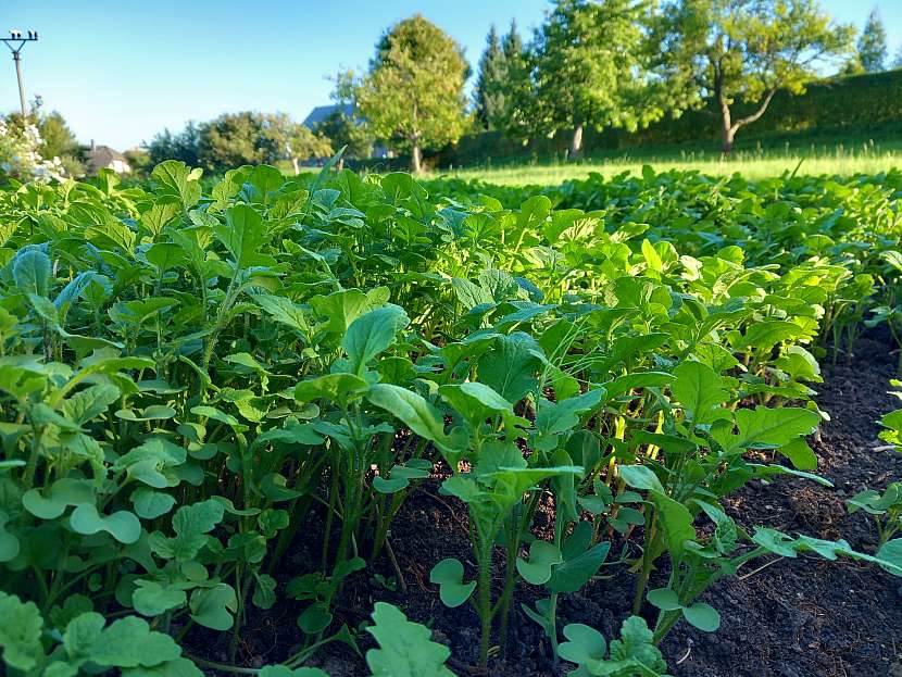 Zelené hnojení je výborným prostředkem pro zúrodnění půdy, brání vysychání. Při vysetí hořčice nebo řepky na stejné místo nemohou přijít brukvovité