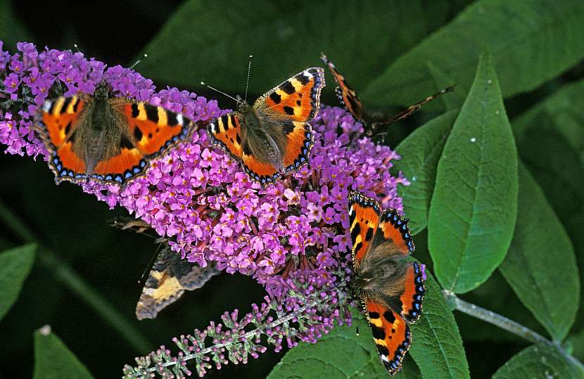 Komuli se říká motýlí keř, protože přiláká spoustu motýlů