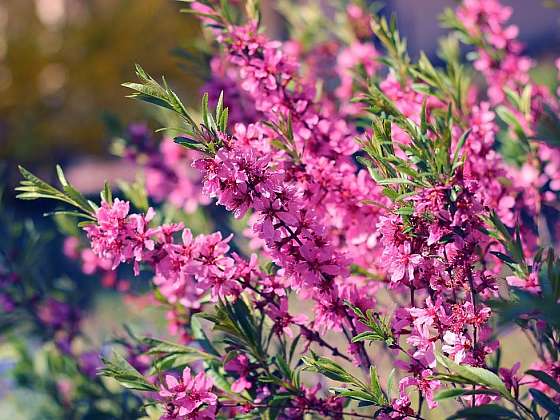 otevřít: Mandloň nízká – působivá solitéra uplatnitelná i ve skupině