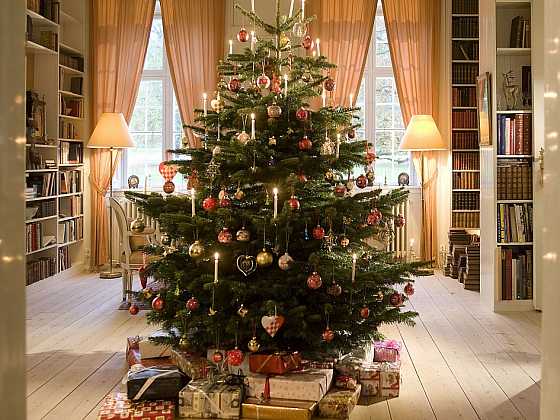 Kavkazská jedle - nejoblíbenější vánoční strom českých domácností