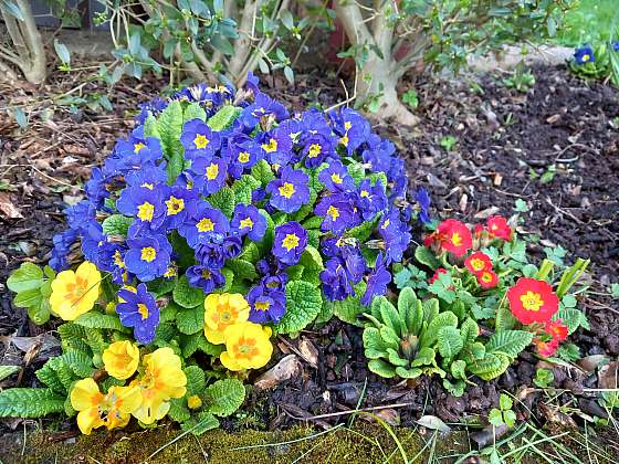 Práce na zahradě v dubnu nesmí být stresující, zahrada vás může bavit třeba i právě díky různobarevným květům