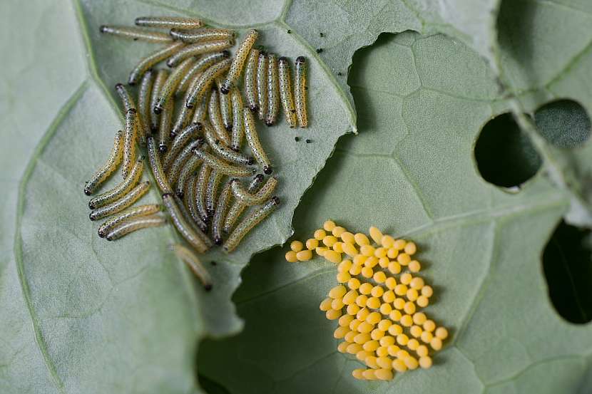 Vajíčka a larvy běláska, zlikvidujte je mechanicky, tedy sběrem