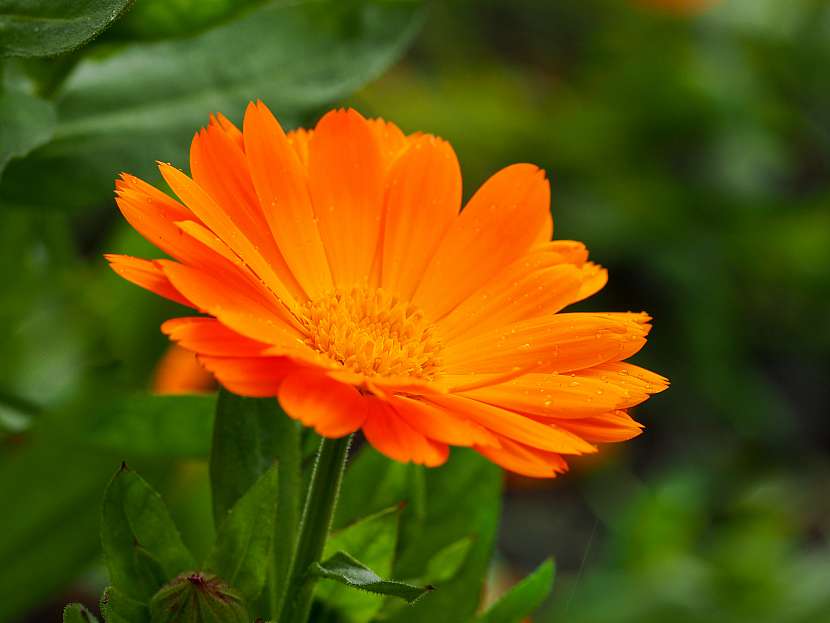 Zářivě žluté či oranžové květy kvetou od jara do pozdního podzimu