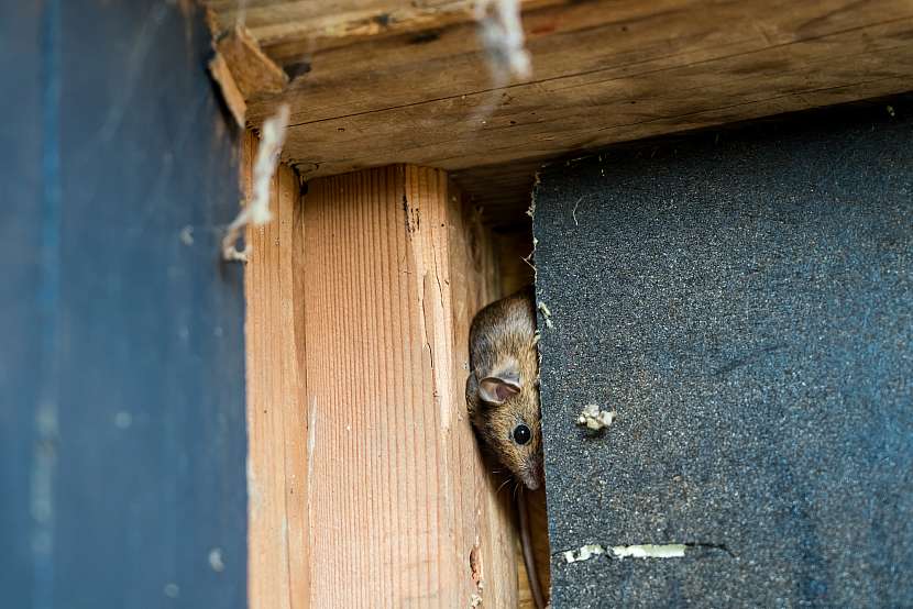 Vhodně zvoleným typem izolace snížíte výskyt kun a hlodavců pod střechou (Zdroj: Depositphotos)