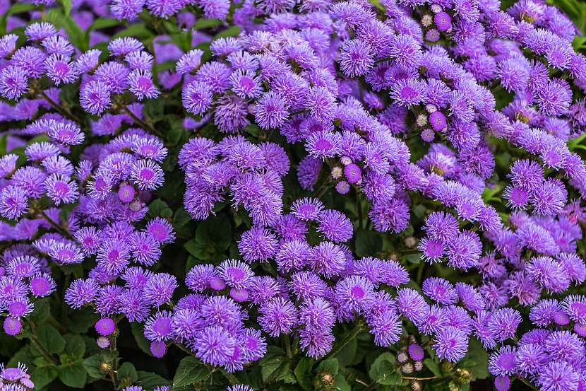 Nestařec disponuje huňatými a nádhernými fialovými květy