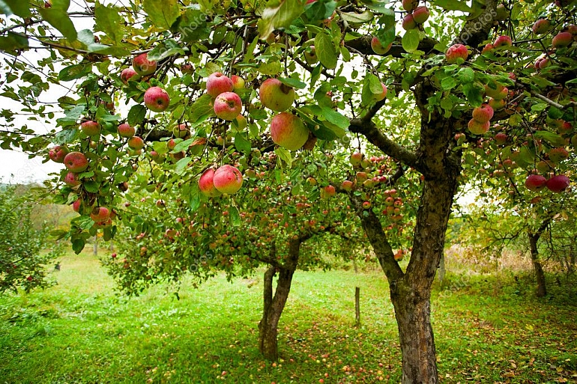 Podzimní výživa ovocných stromů (Zdroj: Depositphotos)
