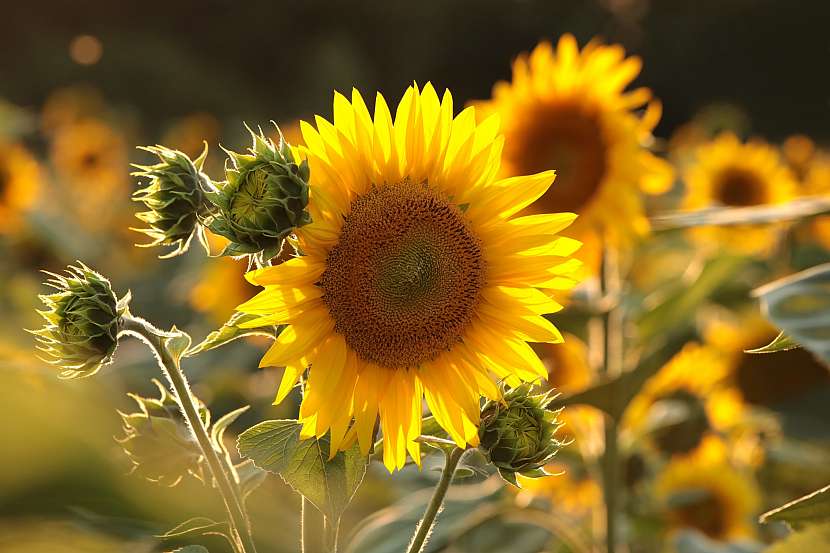 Slunečnice je letnička, která následuje sluneční svit v průběhu dne – otáčí se za ním (Zdroj: Depositphotos (https://cz.depositphotos.com))