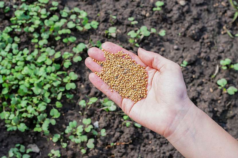 Hořčičné semínko vhodné pro výsev na zelené hnojení