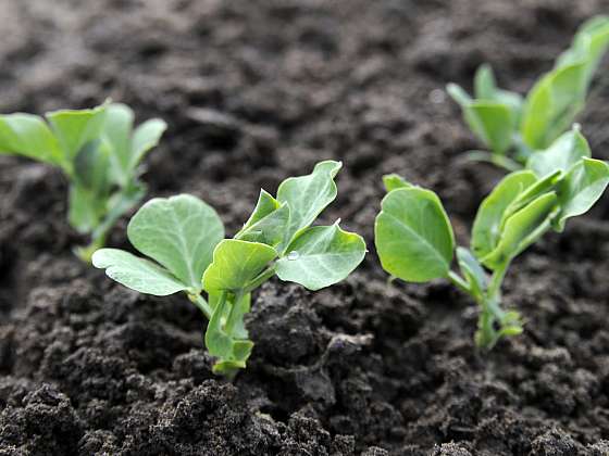 otevřít: Pěstování hrášku na zahradě je o výběru správné odrůdy a správného času
