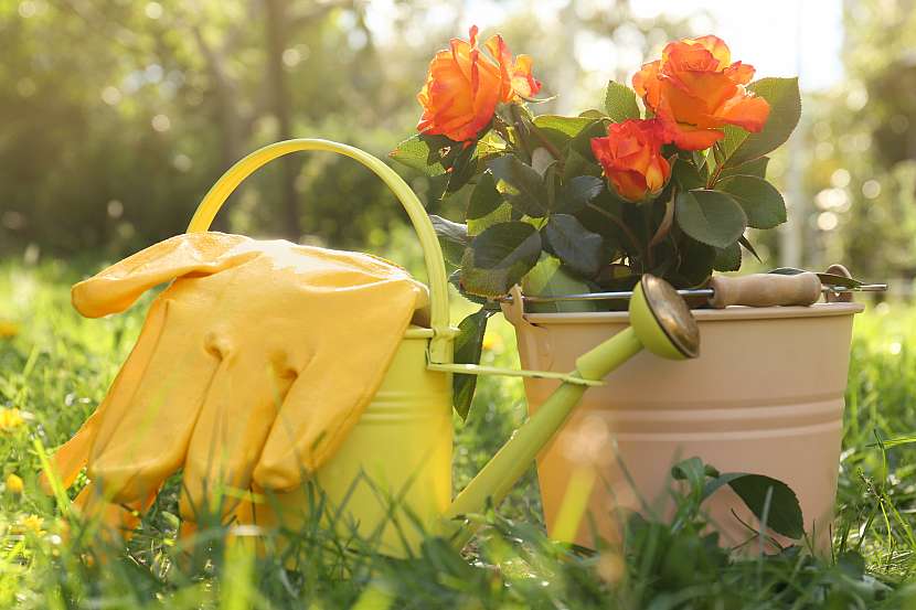 I malý keřík miniaturní růže může obohatit vaši zahradu. Po výsadbě nezapomeňte dostatečně keřík zalít vodou