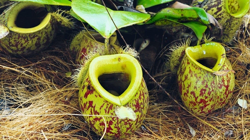 Nebojte se pěstování masožravých rostlin: láčkovka (Nepenthes)