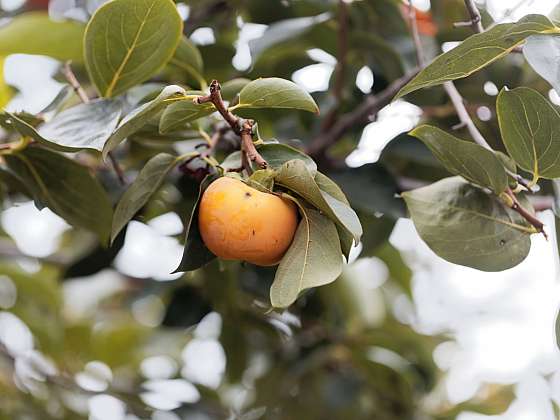 Tomel japonský (kaki) je subtropický strom pěstovaný pro chutné ovoce (Zdroj: Depositphotos (https://cz.depositphotos.com))