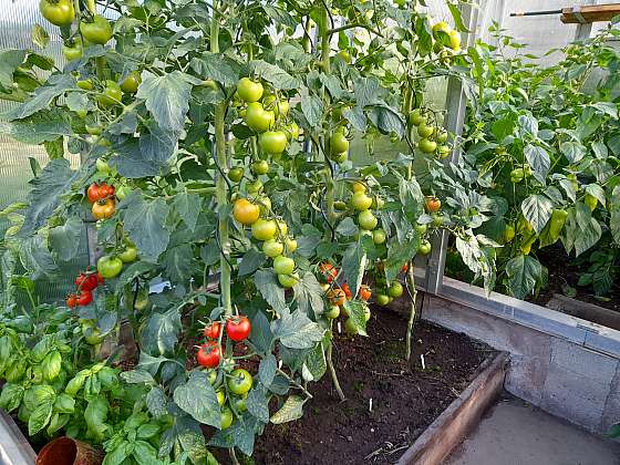 Pěstování rajčat se daří v dobrých podmínkách, při nepřehuštěné výsadbě, za pravidelné zálivky a s dostatkem živin (Zdroj: Jaromír Malich)