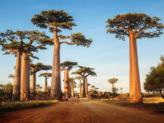Pěstování impozantního baobabu je možné i v našich podmínkách (Zdroj: Depositphotos (https://cz.depositphotos.com))