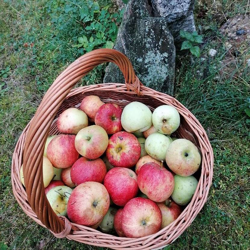 Říjen je obdobím sklizně podzimních a zimních odrůd jablek (Zdroj: Běla Nedorostová)