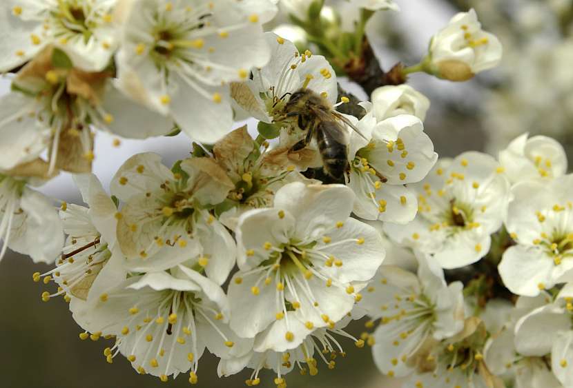 Opylení ovocných dřevin neprobíhá samočinně, ale vyžaduje přítomnost dostatečného počtu hmyzu, především včel