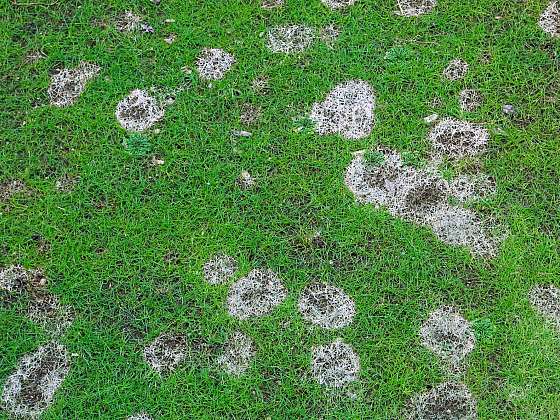 Jarní trávník s typickými okrouhlými mapami způsobenými plísní sněžnou (Zdroj: Depositphotos (https://cz.depositphotos.com))