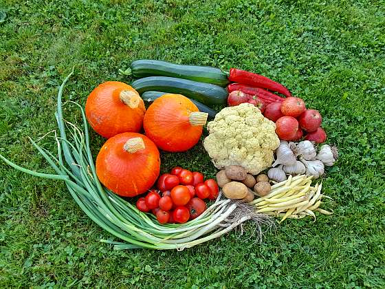 Dopřejte si bohatou sklizeň vlastní zeleniny. Při péči o půdu, pěknou sadbou a využitím místa není vysoký výnos nereálné přání (Zdroj: Jaromír Malich)