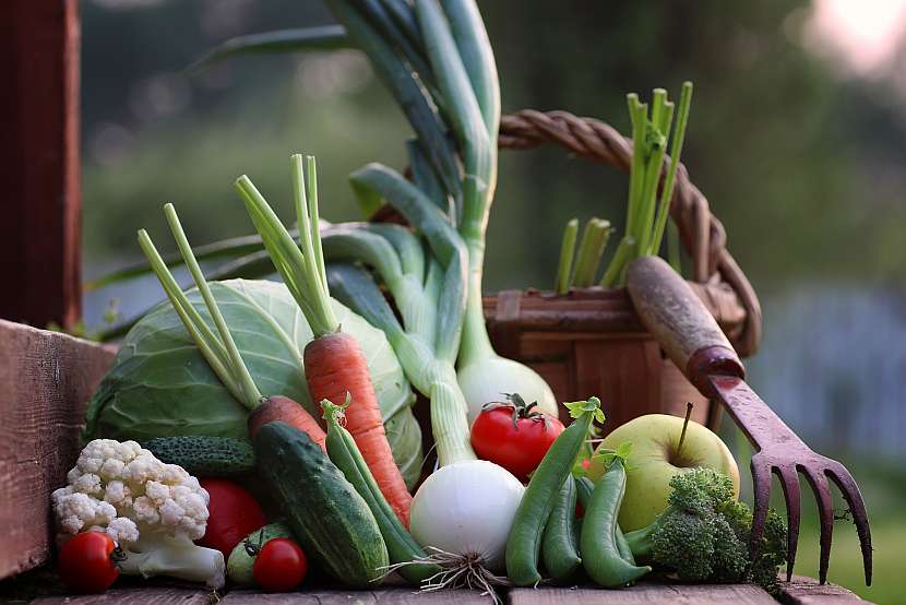 Jen pravidelnou péčí o rostliny se dočkáme bohaté úrody zeleniny (Zdroj: Depositphotos (https://cz.depositphotos.com))