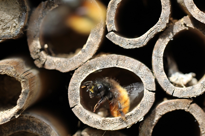 Včelka samotářka ve svém útočišti