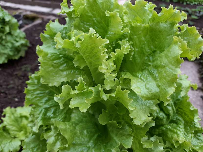 Křupavé listy salátu nás v letních vedrech zajisté osvěží