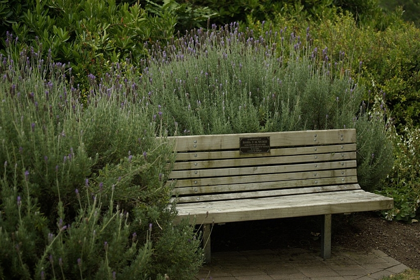 V blízkosti bylinkového záhonu můžete umístit zahradní lavičku