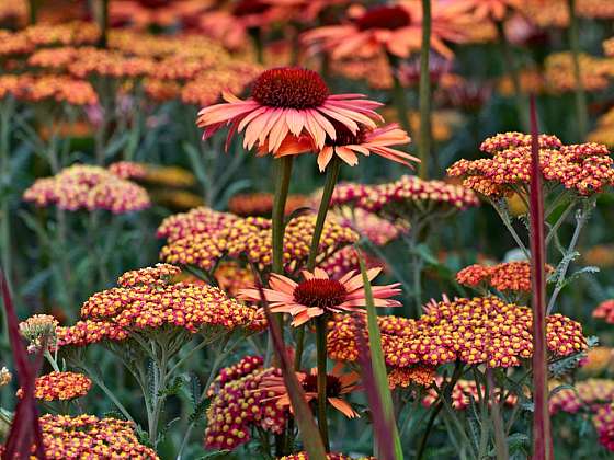 Ať žije echinacea – trvalka budoucnosti!