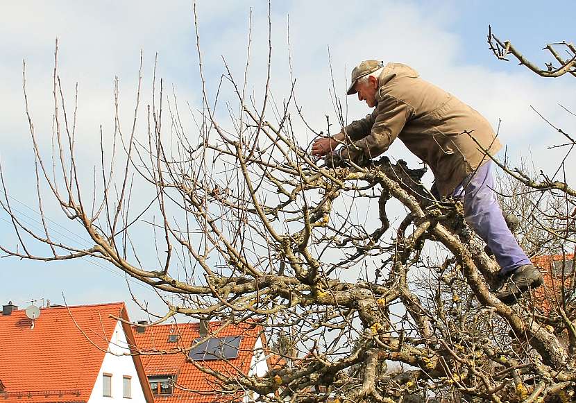 Cílem řezu u starších dřevin by mělo být primárně zlepšení stavu stromu