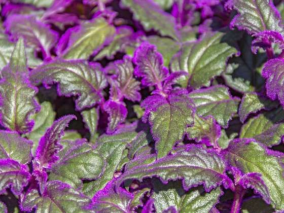 otevřít: Gynura – purpurová vášeň s fialovým kožíškem