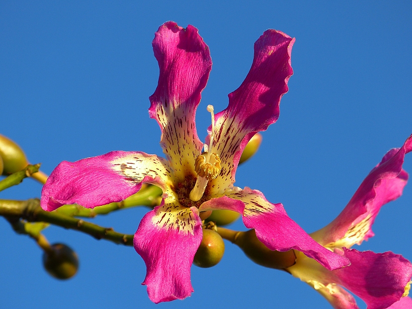 Exotické stromy se často pyšní nádhernými květy (Zdroj: pixabay.com)