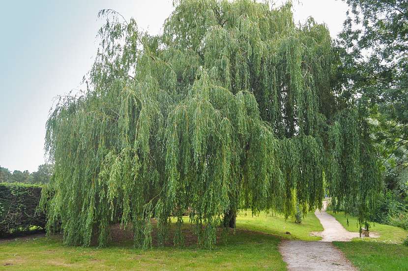 Bolí vás hlava? Stačí zajít do zahrady