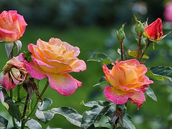 Ochrana růží před chorobami a škůdci