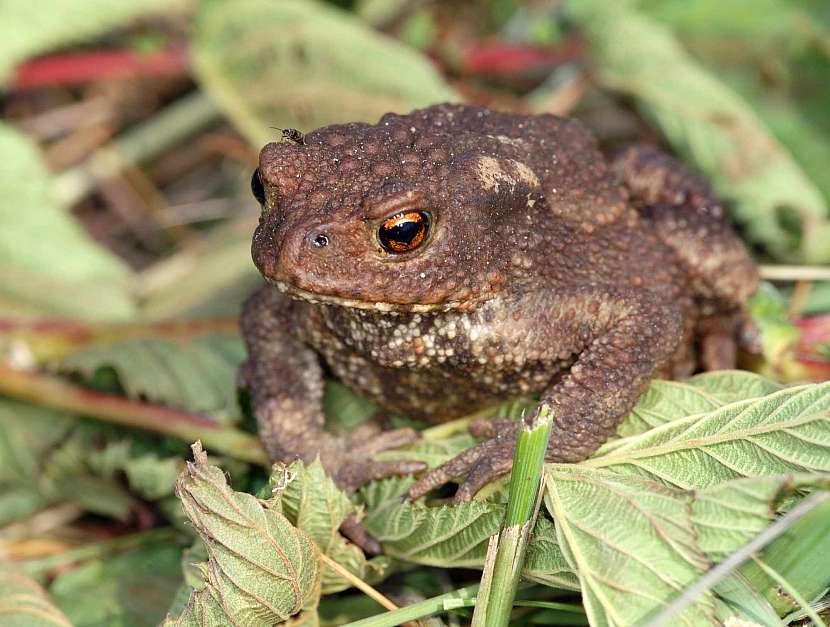 I ropucha vám na zahradě pomůže