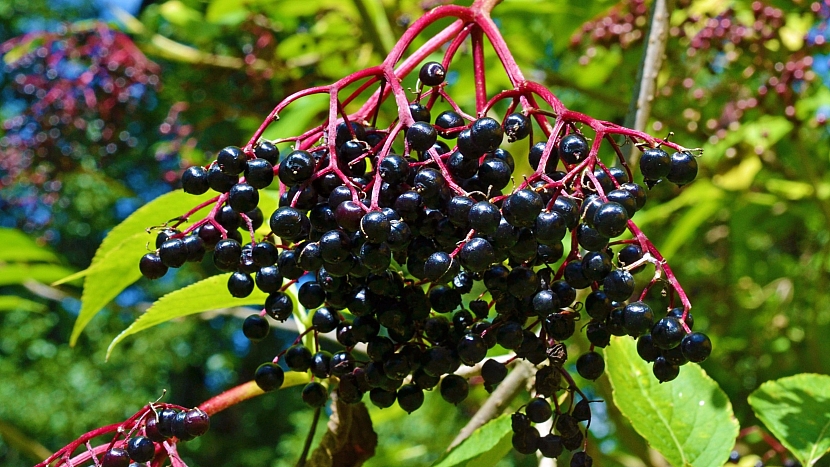 Bez černý (Sambucus nigra) - zralé plody