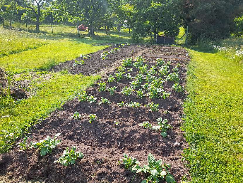 Na založené ploše lze pěstovat v prvním roce různé plodiny, využijte hlavně těch, které zlepšují půdní kondici