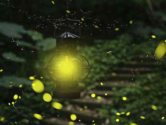 Svatojánští broučci mohou svítit i na vaší zahradě (Zdroj: Depositphotos (https://cz.depositphotos.com))