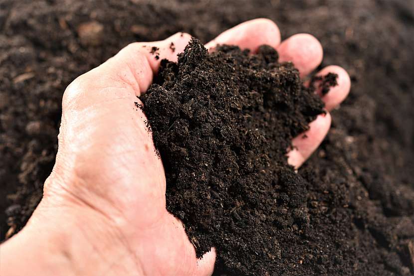 Nezastupitelnou roli v pěstování má i kompost, je to totiž výborný základ domácího substrátu