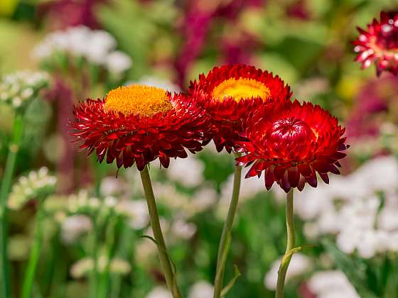 Květy k dekorování si můžete sami vypěstovat (Zdroj: Depositphotos (https://cz.depositphotos.com))