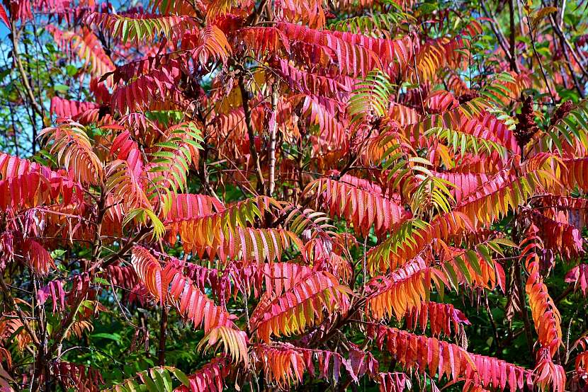 Na podzim získávají listy škumpy krásnou barvu
