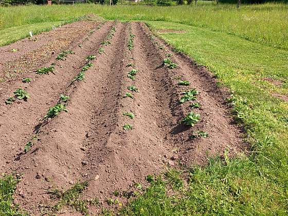 Hrůbkování je nezbytné. Kromě likvidace plevele podpoříte vysokou úrodu brambor (Zdroj: Jaromír Malich)
