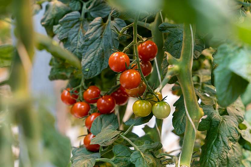 Dokonce ani u rajčat není rychlení problém, při dobré péči a výběru vhodné odrůdy se dočkáte brzké a velké úrody