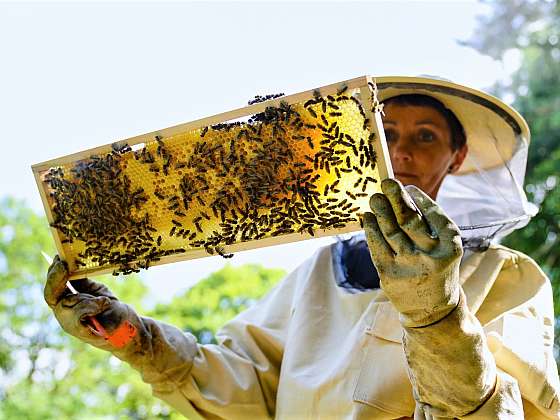 Včelařství je krásné řemeslo s dlouhou tradicí (Zdroj: Prima DOMA MEDIA, s.r.o.)