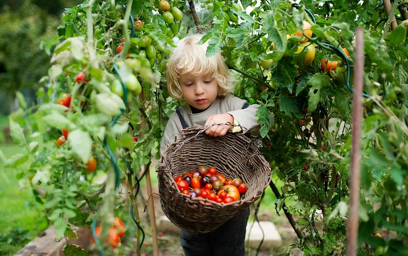 Sběr vlastní úrody si oblíbí nejen ti zdatnější, ale i docela malé děti