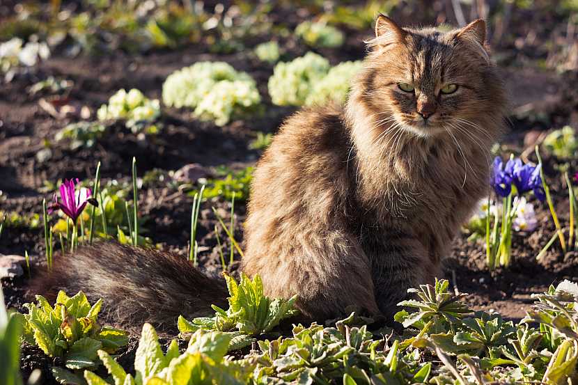 Jak zabránit, aby kočky nevyhrabávaly hlínu ze záhonů nebo květináčů (Zdroj: Depositphotos)