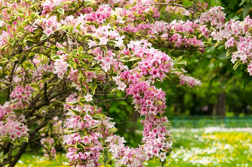 Vajgélie květnatá rozzáří každou zahradu (Zdroj: Depositphotos (https://cz.depositphotos.com))