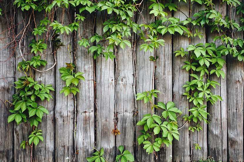 Popínavé rostliny ozdobí i jinak nevzhledný dřevěný plot (Zdroj: Depositphotos)