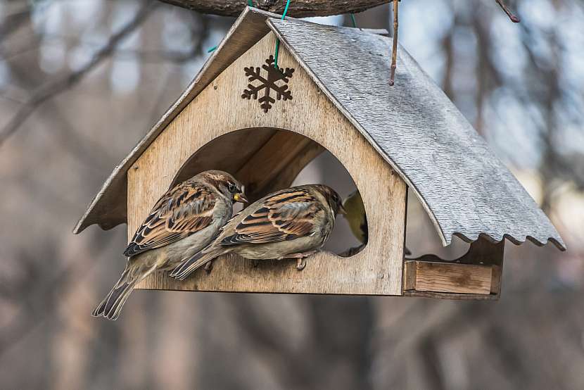 Postarejte se v zimě o ptactvo, jsou to naši predátoři škůdců (Zdroj: Depositphotos (https://cz.depositphotos.com))