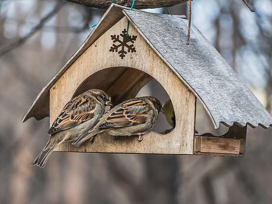 Postarejte se v zimě o ptactvo, jsou to naši predátoři škůdců (Zdroj: Depositphotos (https://cz.depositphotos.com))
